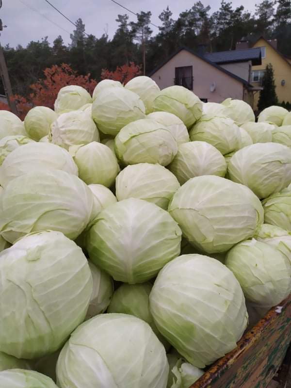 Venderé repollo blanco, variedad ambrosía, cabezas grandes y bonitas en la cantidad de aproximadamente 25 toneladas