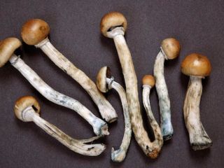 MUSHROOM somos un grupo de distribuidores altamente decididos en