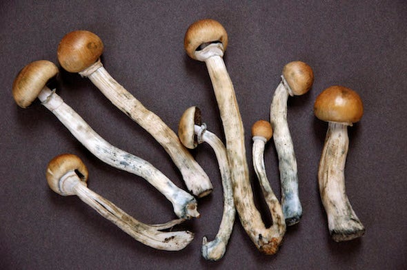 MUSHROOM somos un grupo de distribuidores altamente decididos en productos agrícolas que incluyen tomates, ajo, cebolla, jengibre y varias marcas de hongos
