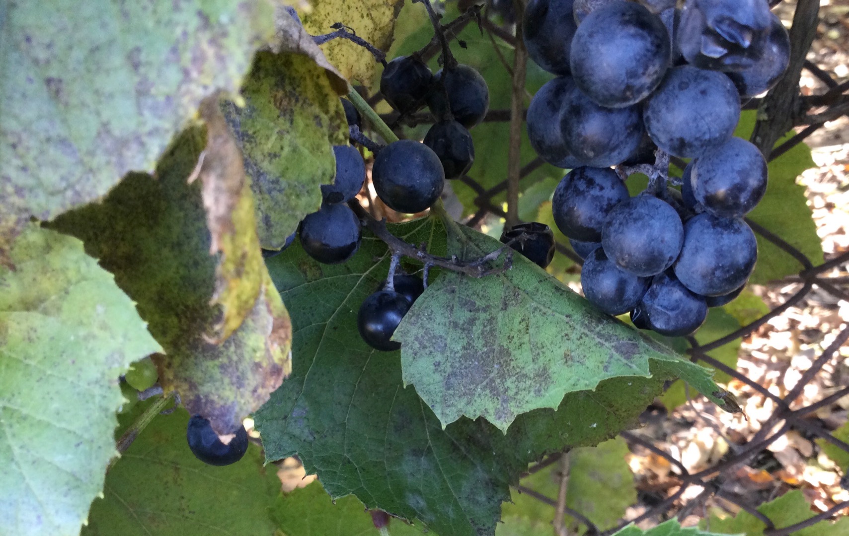 Hola, tengo a la venta la uva oscura dulce de este año, perfecta para vino, zumos o mermeladas