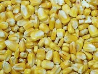Maíz amarillo cultivado en África fácilmente disponible, 20 toneladas