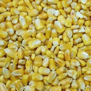 Maíz amarillo cultivado en África fácilmente disponible, 20 toneladas