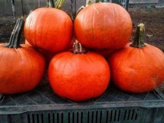 Venderé calabazas Gomez, peso de 1 kg a 5