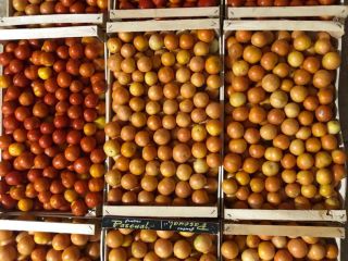 Tomates rojos amarillos de invierno disponibles a 2 euros