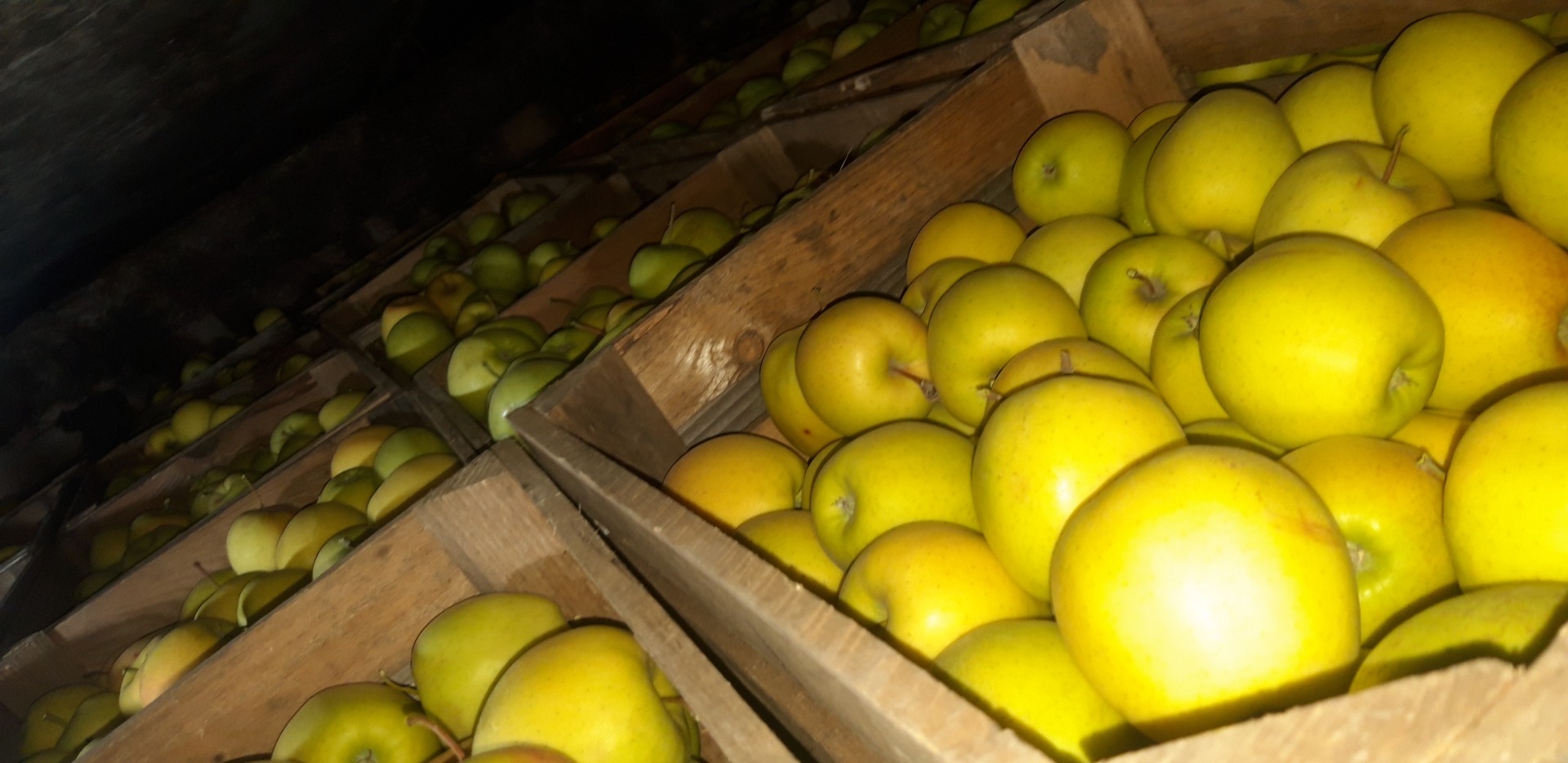 buenas manzanas, también hay muchas variedades y varios papeles para exportar