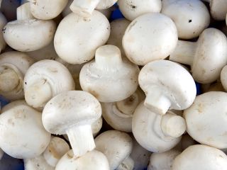 Hot Line Whats-App números: White Mushroom Especificación: Nombre del
