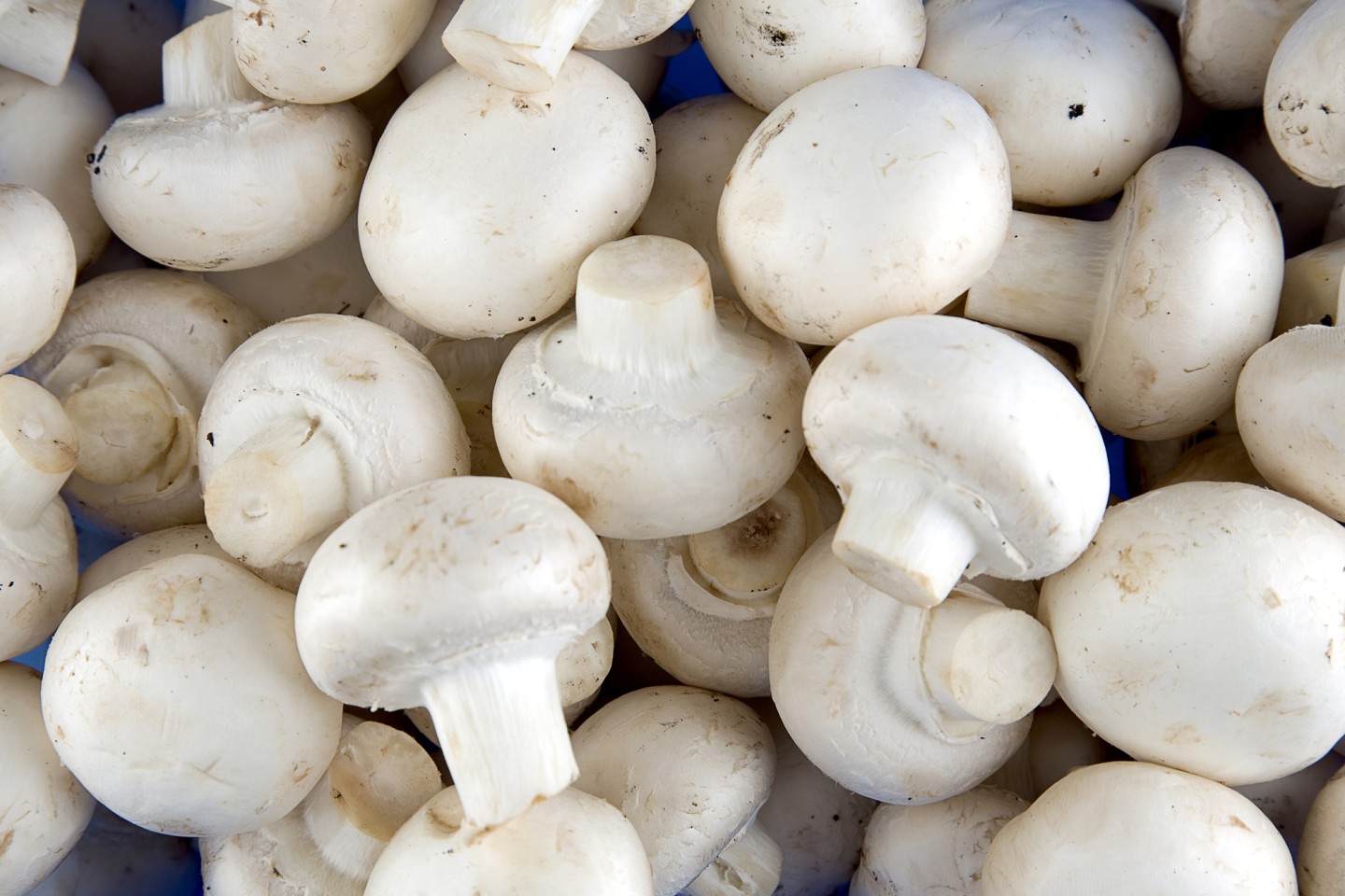 Hot Line Whats-App números: White Mushroom Especificación: Nombre del producto: IQF champiñones Especificación: entero / rebanada Paquete: Paquete externo: