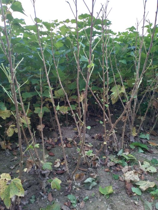 Venderé esquejes de grosella negra de un año, muy enraizados, sanos, espolvoreados y libres de enfermedades, una variedad muy fértil, resistente a enfermedades