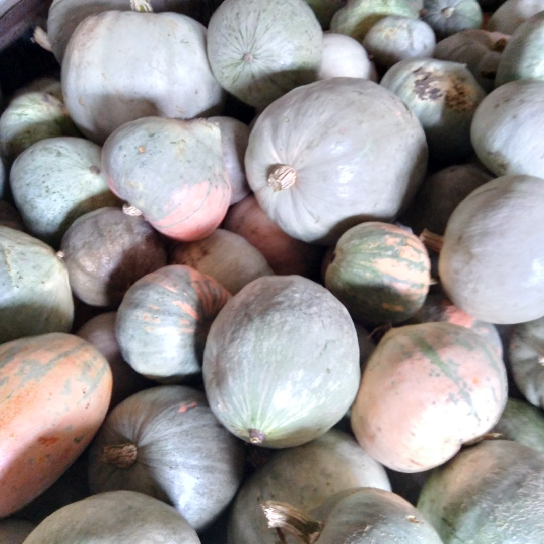 Calabaza sin químicos, ayuda al campesino trabajador ...
