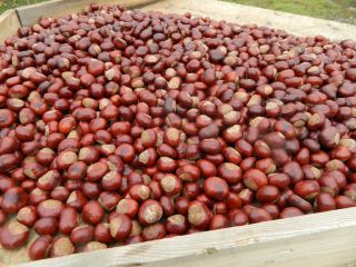 Vendo 2,5 toneladas de castañas frescas.