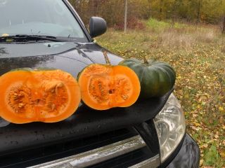 Calabaza moscatel de provence, número de camiones, por favor