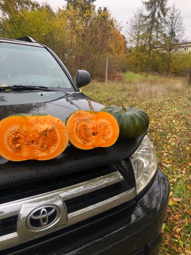 Calabaza moscatel de provence, número de camiones, por favor contácteme