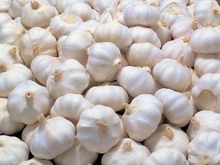AJO Producto Variedad de ajo Ajo blanco normal /