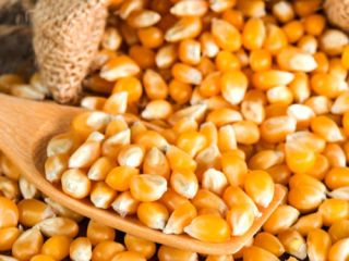 MAÍZ AMARILLO Maíz / Maíz Nombre del producto Maíz