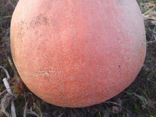Hola, vendo una calabaza de bambú, de bonitos colores,