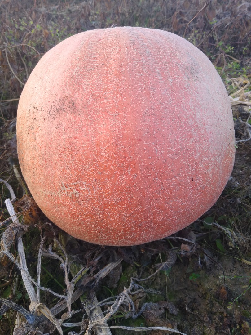 Hola, vendo una calabaza de bambú, de bonitos colores, el número de camiones, precio a acordar