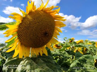 Ofrecemos semillas de girasol (forraje, negro) de las siguientes