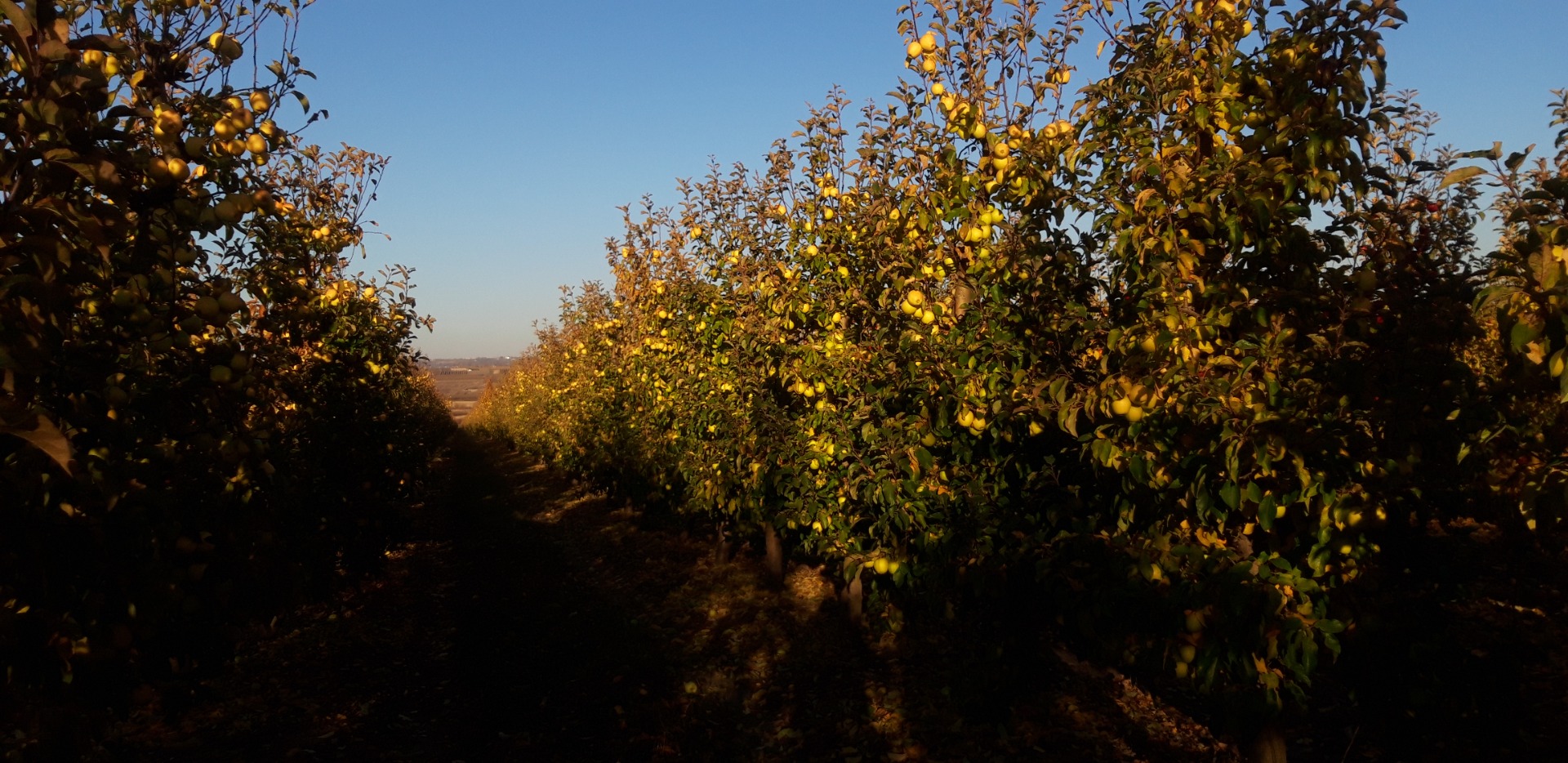 buena manzana fresca, si es posible recoger de la granja, redactar cualquier documento para la exportación