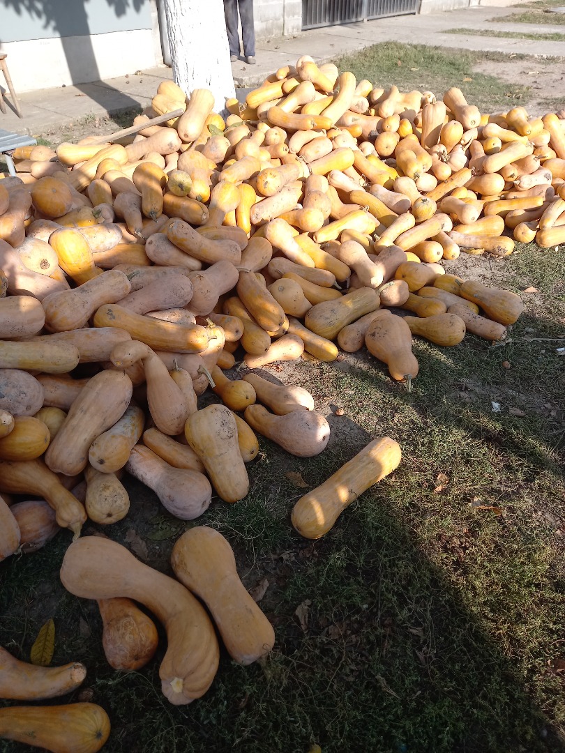 Matilda y naranja agro pie de calabaza en venta 1.5lei / kg detalles teléfono