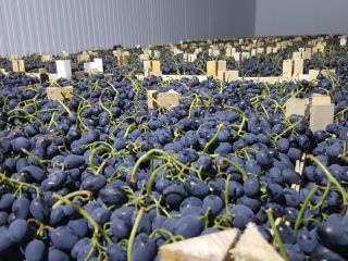 Entregamos uvas moldavas de calidad.