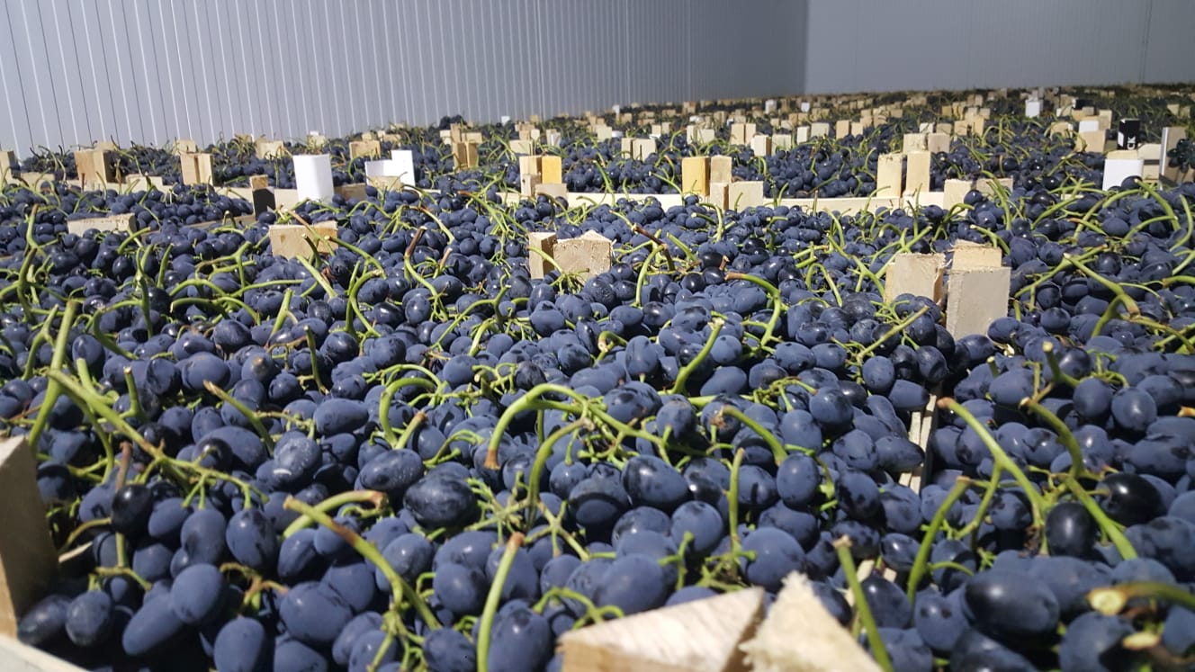 Entregamos uvas moldavas de calidad