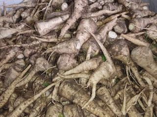 Venderé perejil Arat, excavado a mano, calibre 2 a
