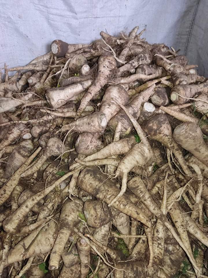 Venderé perejil Arat, excavado a mano, calibre 2 a 5, e industrial, sin óxido
