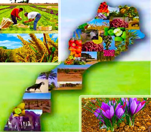 Podemos suministrar a todos los clientes productos de pescado, verduras y frutas marroquíes a precios razonables FOB o CIF de alta calidad para todos los