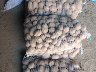 La granja agrícola Tylicki Adam vende zanahorias, cebollas, remolachas,