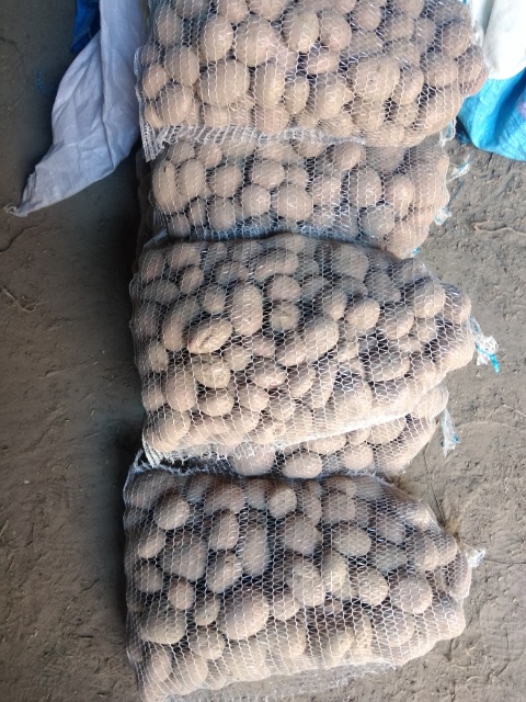 La granja agrícola Tylicki Adam vende zanahorias, cebollas, remolachas, papas con entrega, Kuczbork, Voivodato de Mazovia