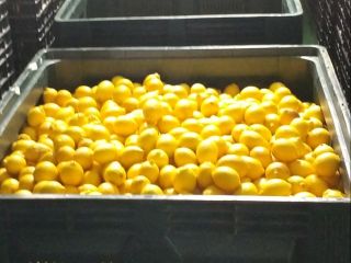 Venderé limones a Polonia directamente desde el campo de