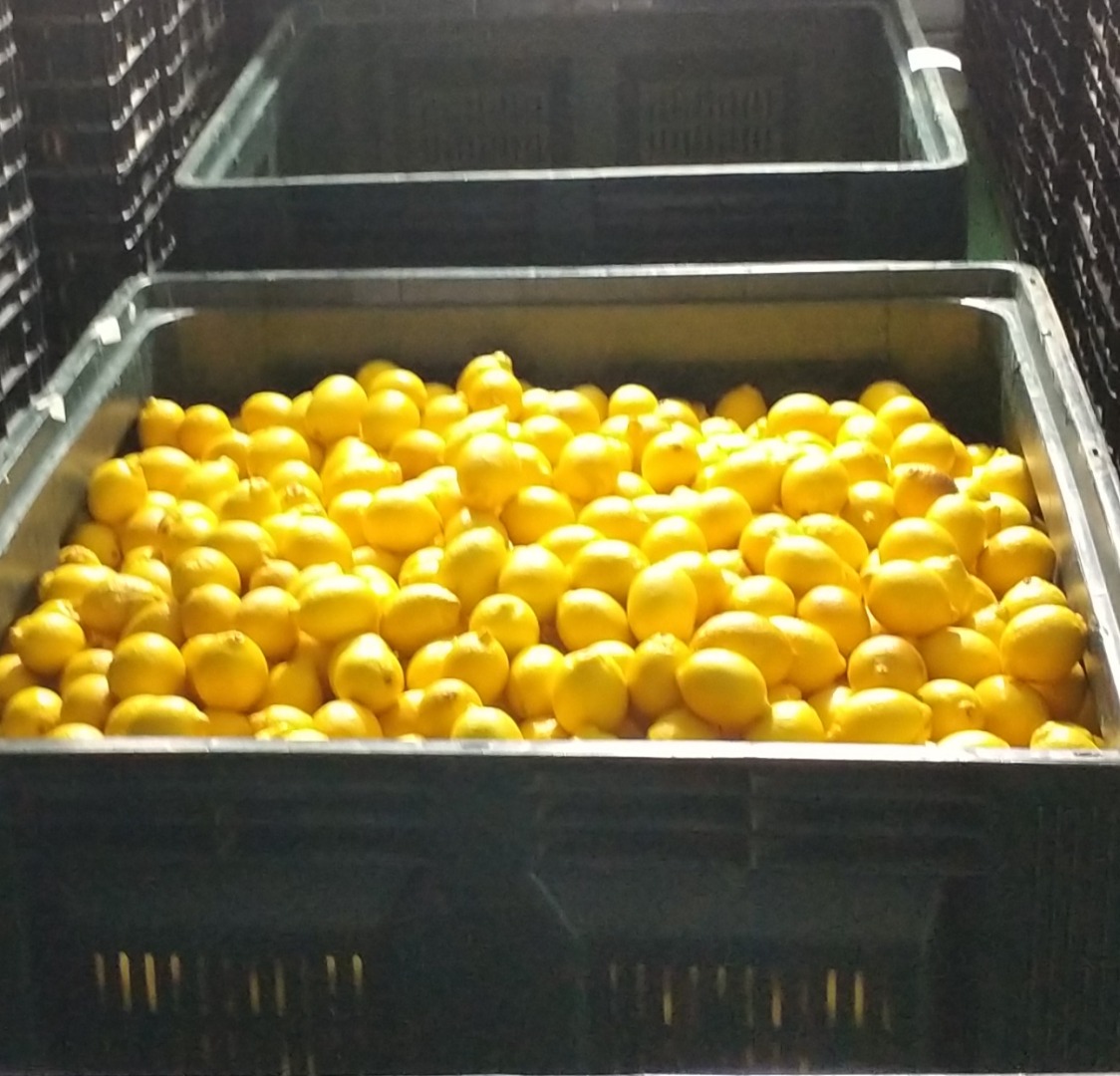 Venderé limones a Polonia directamente desde el campo de España envasado a acordar Soy un polaco que cocina al vapor en España y vendo limones si alguien está