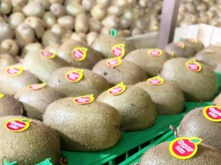 Kiwi Calidad, Tamaño, Precio: Tenemos las mejores calidades, nuestros