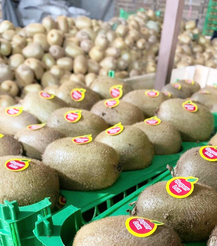 Kiwi Calidad, Tamaño, Precio: Tenemos las mejores calidades, nuestros kiwis provienen directamente de los jardines de kiwi, con la mejor calidad, en cualquier
