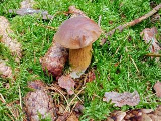 Hola, ofrezco a la venta sombreros bolete de este
