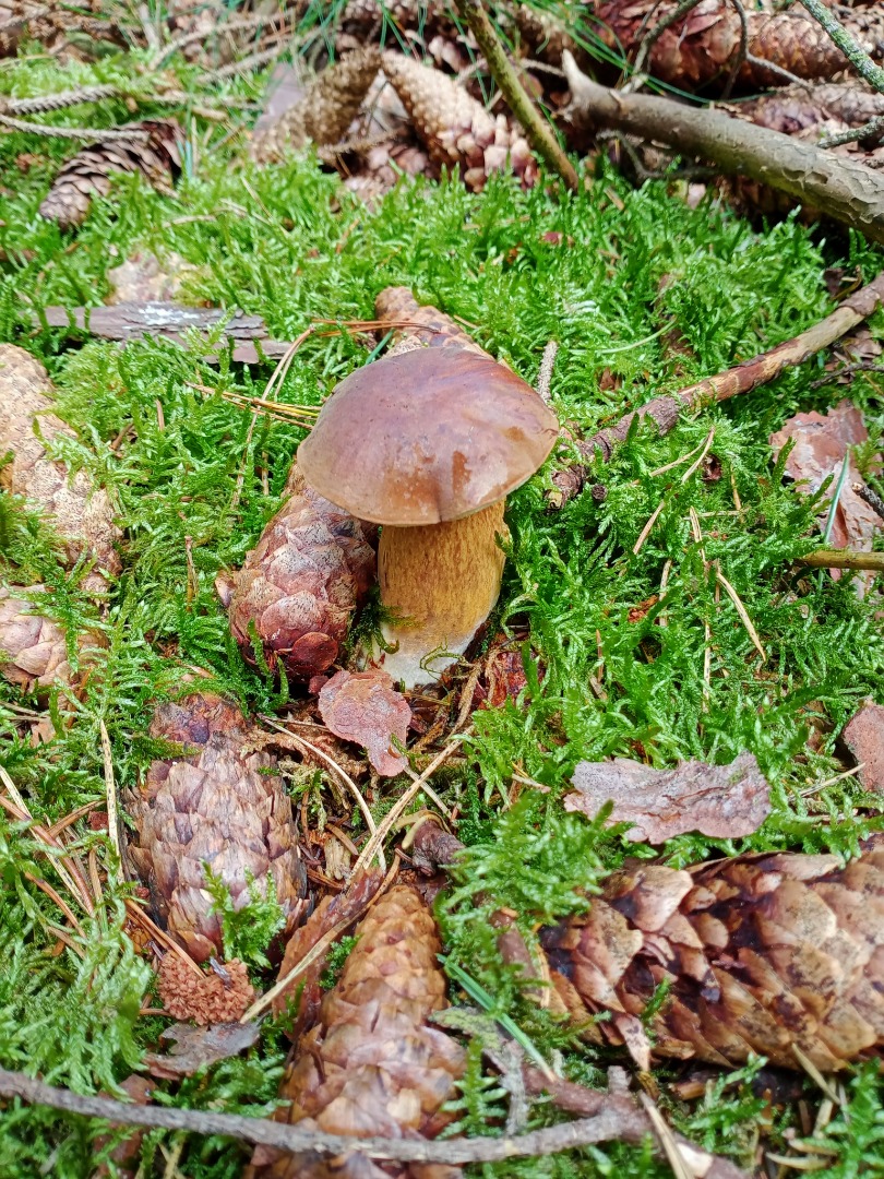 Hola, ofrezco a la venta sombreros bolete de este año solamente, cuidadosamente secados y seleccionados sin gusanos, lo recomiendo de todo corazón