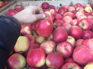 Venta de manzanas de diferentes variedades