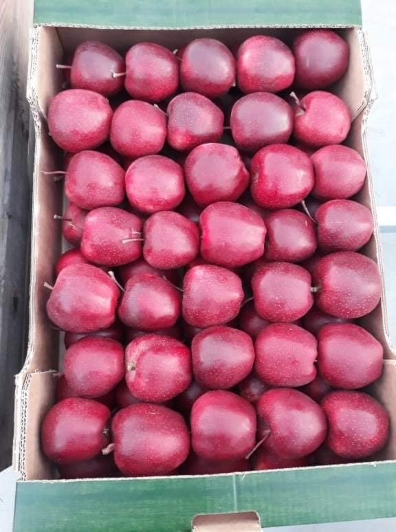 Hola, tengo a la venta manzanas de la variedad Gala Schniga SchniCo Red con el Certificado de Producción Vegetal Integrada por la cantidad de 20 toneladas