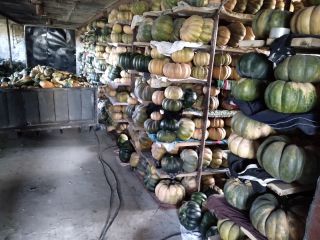 Calabazas moscatel a la venta