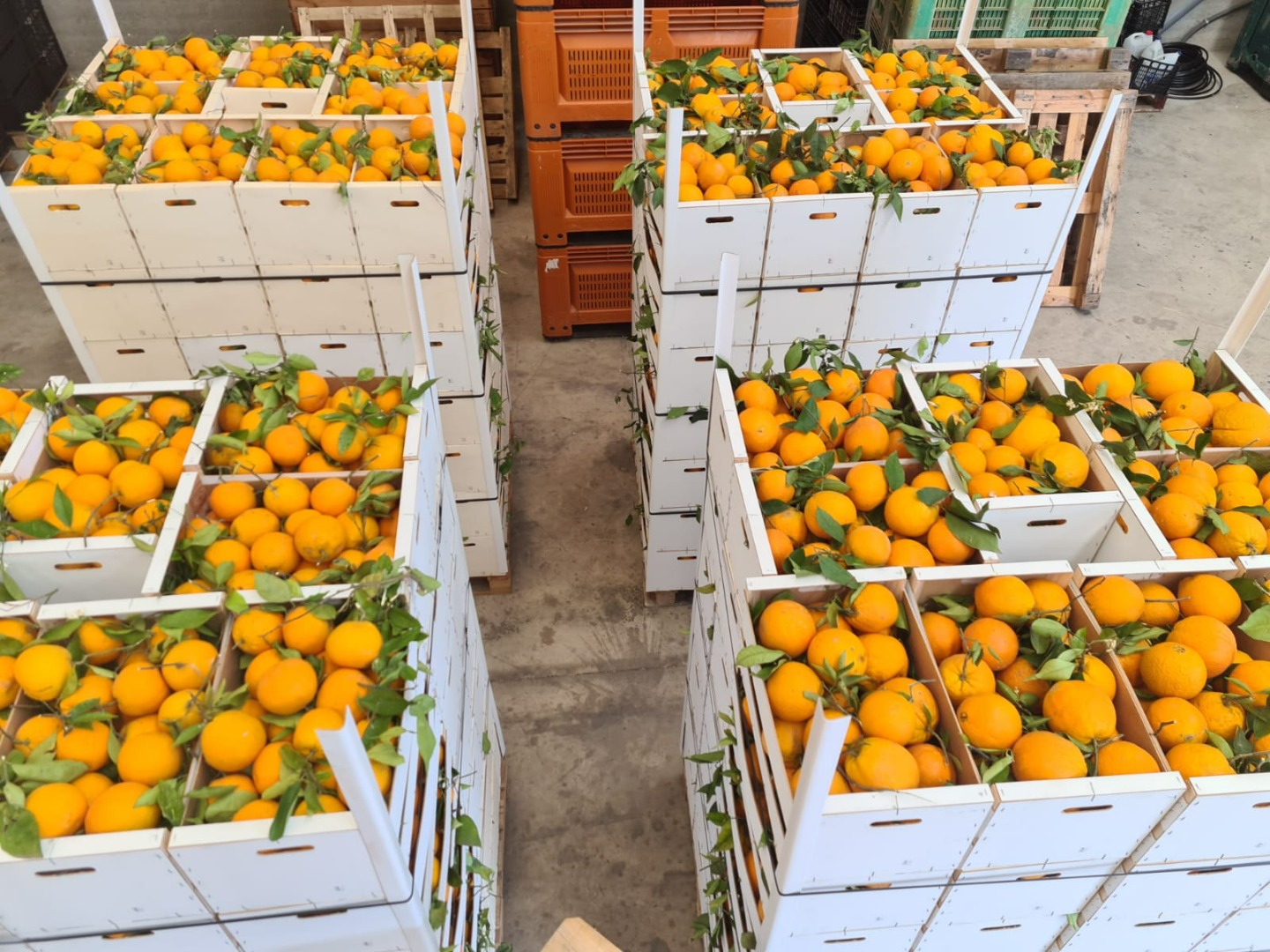 Naranjas Navelina a la venta