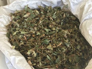 Venderé hojas de fresa secas.