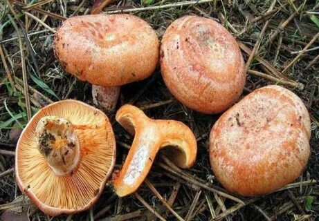 los productos se pueden enviar frescos, secos y congelados