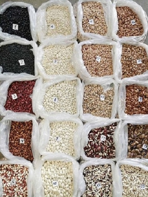 Venderé frijoles de diferentes variedades La empresa Bins NaturProduct vende frijoles de diferentes variedades a granel con entrega en Rusia, Asia, Europa