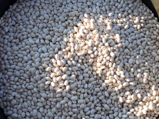 Vendemos frijoles de este año 2021, se eligen delantales