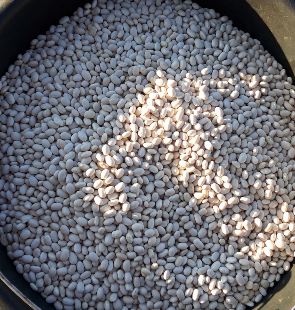 Vendemos frijoles de este año 2021, se eligen delantales de albaricoque limpios