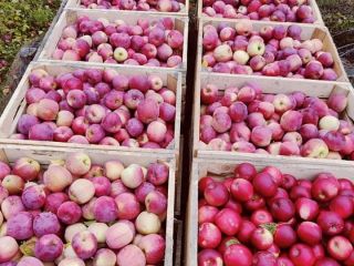 Hola. Tengo una cantidad de 30 toneladas de manzanas
