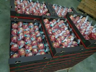 ¡Manzanas navideñas! Venderé manzanas ocasionales grabadas con láser con