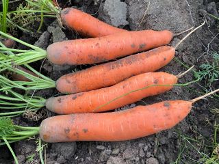 Venderé zanahorias, bonitas y saludables. PLN 0,80 kg. Grandes