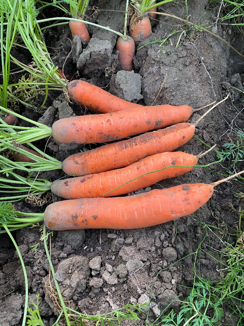 Venderé zanahorias, bonitas y saludables