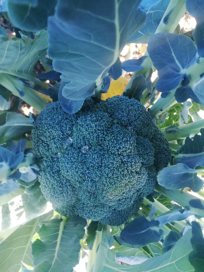 Brócoli el kg